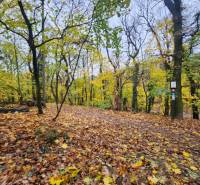 Autumn forest with fallen leaves on a hiking trail in Bratislava - Old Town.