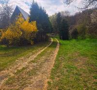 A rural setting near a cottage in Veľký Šariš with an access road and a blooming bush.