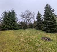 The garden of the family house on Hlavná Street in Piskorovce with trees.
