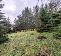 A plot of land near a family house on Hlavná Street in Piskorovce surrounded by coniferous trees.