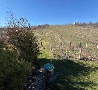 In Zlaté Moravce, there is a vineyard with a cottage and a landscaped garden.