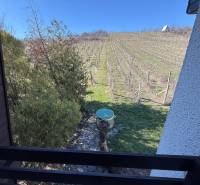 View from the cottage to the vineyard in Zlaté Moravce with trees and a blue sky.