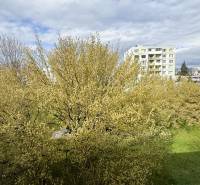 A view of the green courtyard from Škultétyho Street in Trebišov, surrounded by trees.