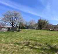 Blooming trees and a grassy area on a residential plot in Marianka on Budovateľská Street.