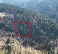 Dense forests with a designated plot in agricultural and forest lands Lazy pod Makytou.