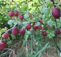 Red berries glistening in the gardens of Nitra, surrounded by green leaves and grass.