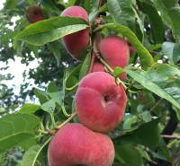A tree in the gardens of Nitra with ripe flat peaches on the branches.