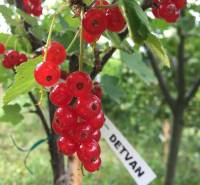 Red currants on a tree in the gardens in Nitra with a label 