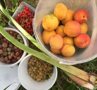 Fresh fruits from gardens in Nitra: apricots, gooseberries, currants, and rhubarb.
