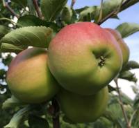 Ripe apples on the tree in the Gardens near Nitra under the blue sky.