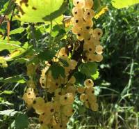 White currants in the sunny gardens in Nitra, surrounded by greenery and leaves.