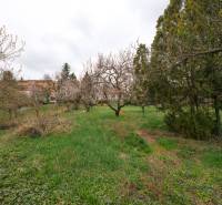 A garden surrounding a family house on Zelenečská Street in Trnava with fruit trees.
