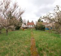 Front yard with fruit trees at a family house on Zelenečská Street in Trnava.