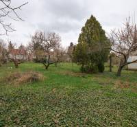 A garden with grass and trees next to a family house on Zelenečská Street in Trnava.
