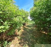 A natural path lined with dense green vegetation in the Gardens in Kamenný Most.