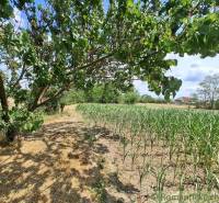 An orchard and vegetable garden in Kamenný Most with a deciduous tree and a field.