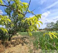 A fruit tree and a field in the garden of the Stone Bridge under the blue sky.