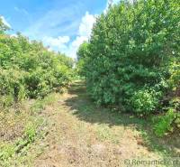 A forest path between lush greenery and blue sky in the gardens of Kamenný Most.