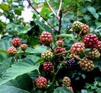Ripe and unripe blackberries in the garden of a family house near Bohdanovce nad Trnavou, surrounded by leaves.
