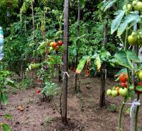 A garden in Bohdanovce nad Trnavou with tomatoes and peppers by the family house.