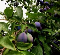 A tree with ripening plums in the garden of a family house in Bohdanovce nad Trnavou.