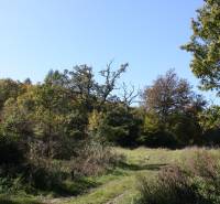 A forest road on agricultural and forest land in Zlatníky surrounded by trees and grass.