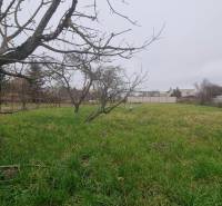 A garden with a lawn and trees in the exterior of a family house in Malé Leváre.