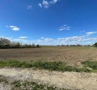 A vast field surrounded by blooming trees on Košútska Street in the Košúty gardens.
