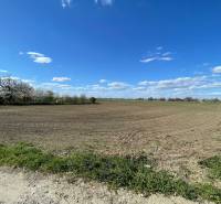 A plain with a field and blooming trees on Košútska Street in Košúty, Záhrady.
