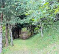 Forest road in Horná Mariková leading through dense tree cover.