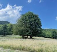 Meadow and trees around the cottage in Horná Mariková under the blue sky.