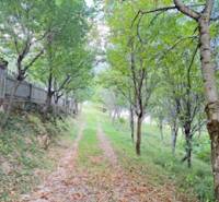 A forest path leads to a cottage in Horná Mariková, lined with trees and a fence.