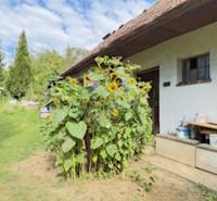 A family house in Krivosúd-Bodovka surrounded by sunflowers and a lawn on Krivosúd-Bodovka street.