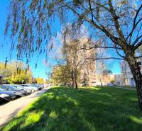 Trees by the street Veľká Okružná in Partizánske in front of a 3-room apartment, cars parked along the road.