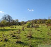 A fresh meadow with sparse trees on residential plots in Krupina.