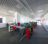 Offices with glass walls, red decorative plants, and carpet.