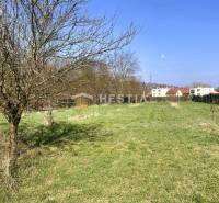 A garden in Senica with grass cover and trees around family houses.