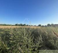 Gardens in Jatov with tall grass under a blue sky and a field in the background.