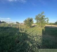 Gardens in Jatov with grassy areas, trees, and a wooden fence under a blue sky.