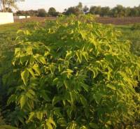 A garden plot with lush bushes and fields around a family house in Jatov.