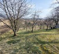 Vineyards in Zlaté Moravce with a view, trees, and grassy land.