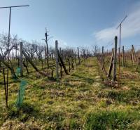 Vineyards in Zlaté Moravce with rows of vines under a blue sky.