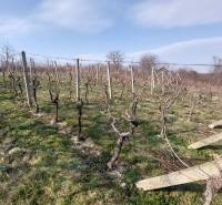 Vineyard in Zlaté Moravce with grapevines under a blue sky and trees in the background.