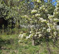 Blooming trees in the gardens of Galanta with lush vegetation and a blue sky.