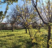 Garden in a family house in Veľké Úľany with fruit trees and grass.
