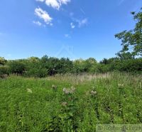 Gardens in Moča with tall grass and blue sky.