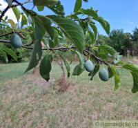 A branch of a plum tree with ripe fruits in the gardens of Moča on a sunny day.