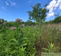 Blooming plants and tall grass in the gardens of Moča under the blue sky.