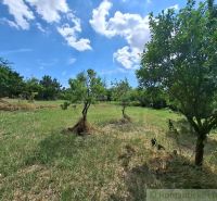 Gardens in Moča with fruit trees in sunny weather.