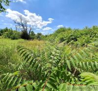 Beautiful greenery in the gardens of Moča under the blue sky with clouds.